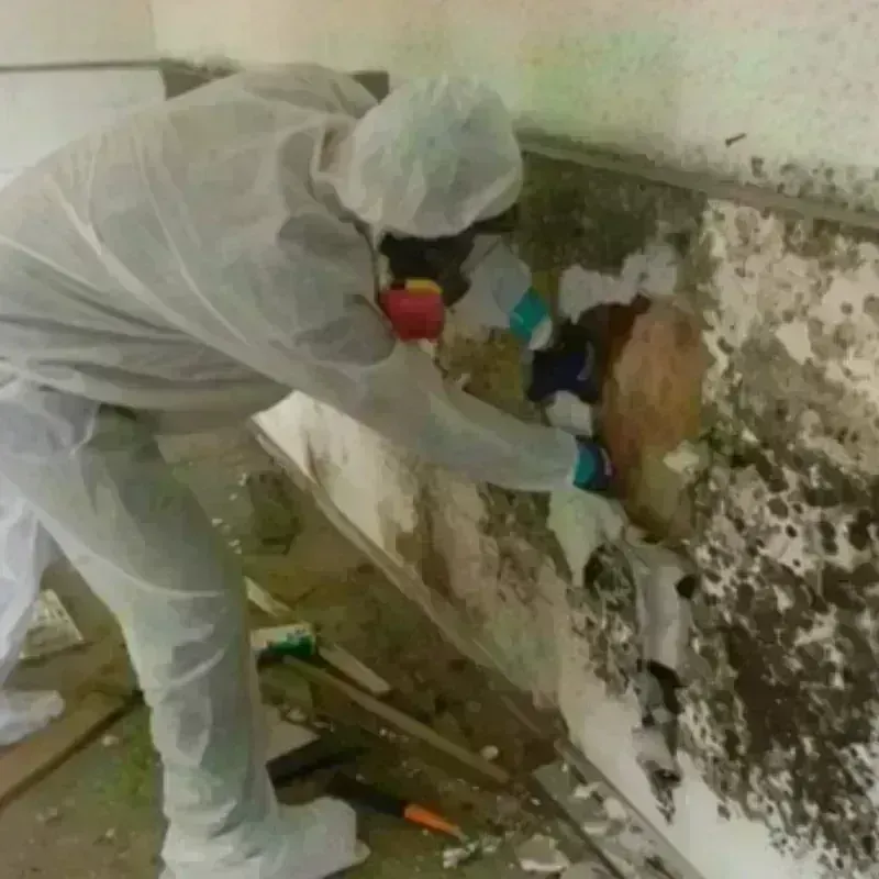 Mold Remediation and Removal in North Fort Lewis, WA